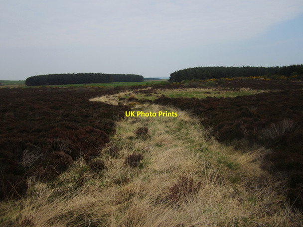 Photo 6"x4" Looking north across Wandylaw Moor Warenford c2013