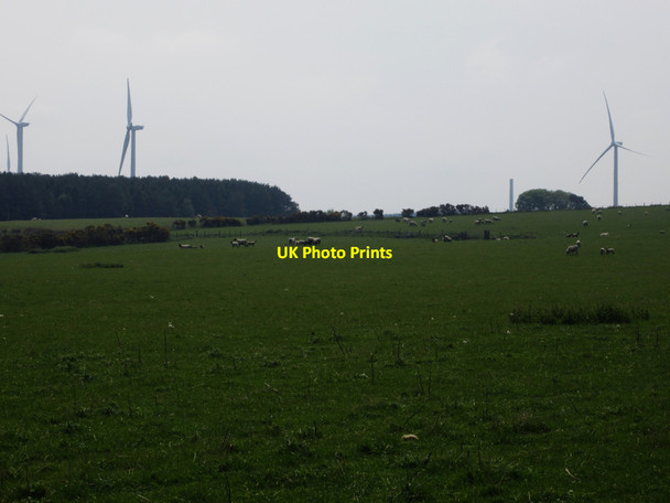 Photo 6"x4" Grassland south of Rayheugh Warenford c2013