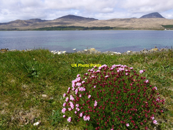 Photo 6"x4" Sea thrift (Armeria maritima) near Rhubha Bhride Knockrome c2013