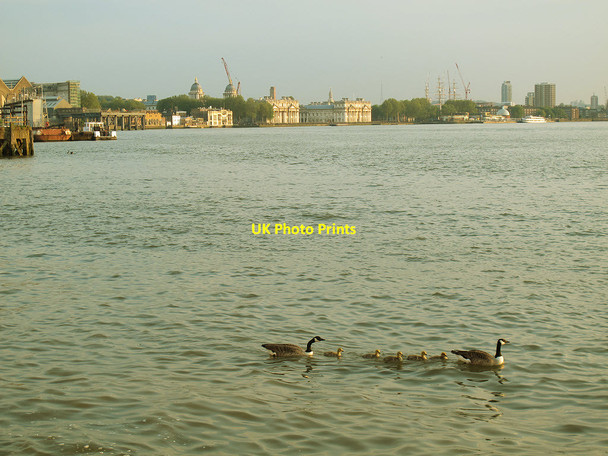 Photo 6"x4" Family of geese on the Thames Greenwich\/TQ3977 c2013