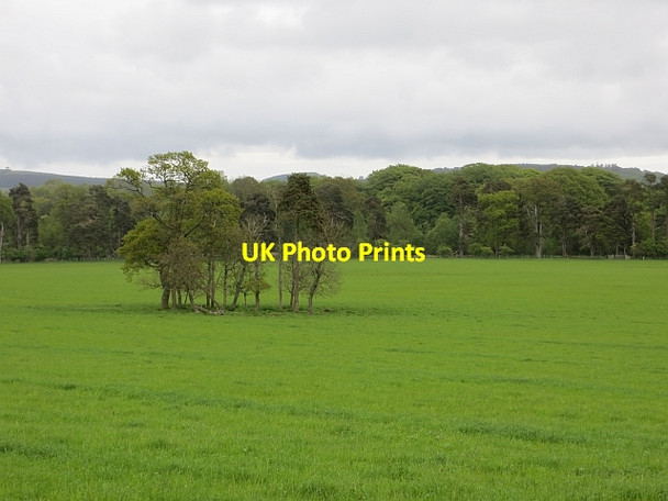 Photo 6"x4" Clump of trees Bolton\/NU1013 c2013