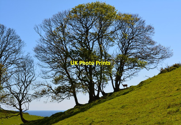 Photo 6"x4" Hillside on the path to East Coombe, Cornwall Lansallos c2013