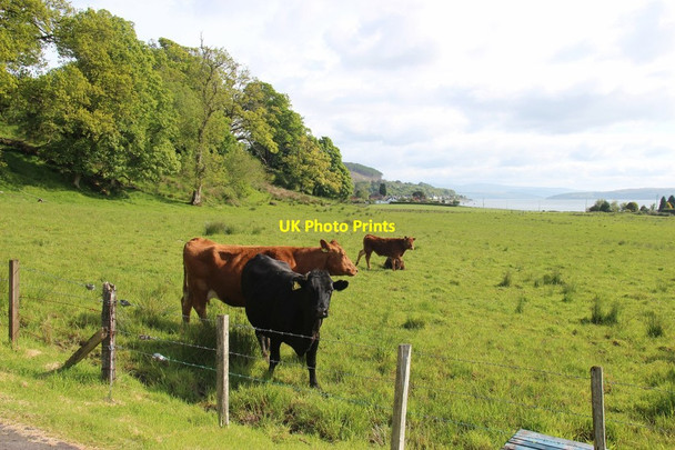 Photo 6"x4" Farmland at Toward Toward c2013