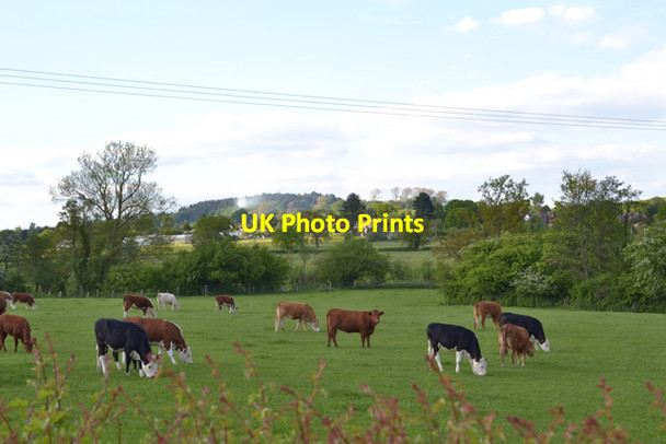 Photo 6"x4" Pasture at the east end of Weights Lane, Redditch Redditch c2013