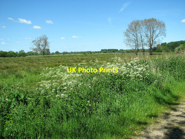 Photo 6"x4" Marsh pastures by Sutton's Farm Aldeby c2013 P1