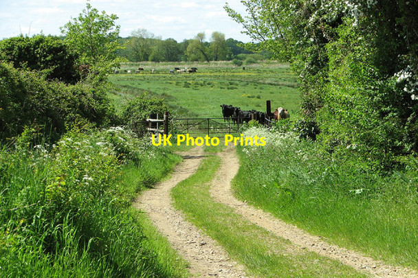 Photo 6"x4" Track into the marshes by Sutton's Farm, Aldeby Aldeby c2013