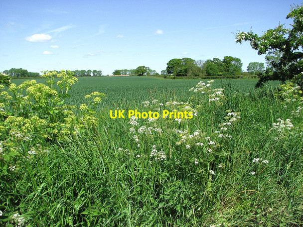 Photo 6"x4" Wheat crop by Sutton's Farm, Aldeby Aldeby c2013