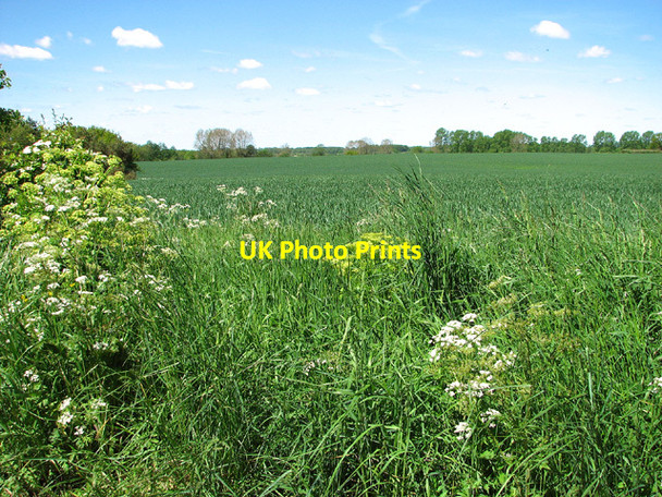 Photo 6"x4" Wheat crop by Sutton's Farm, Aldeby Aldeby c2013 P1