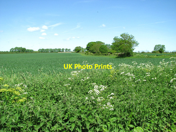 Photo 6"x4" Wheat crop by Sutton's Farm, Aldeby Aldeby c2013 P2