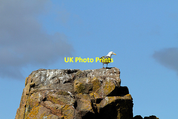 Photo 6"x4" A herring gull on Hestan Island Rockcliffe\/NX8453 c2013