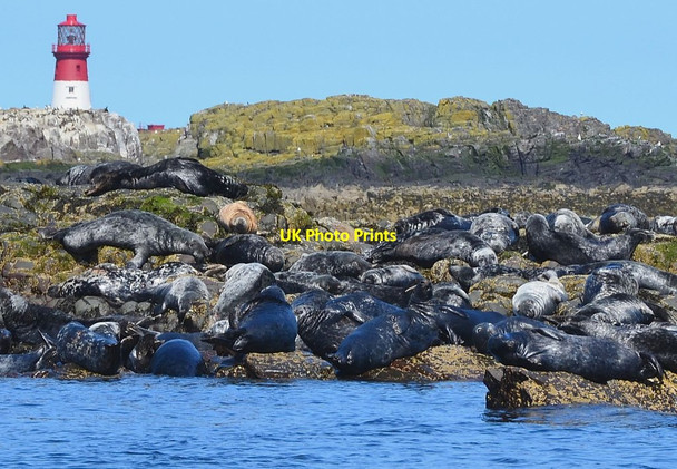 Photo 6"x4" Grey seals, South Wamses Big Harcar c2013