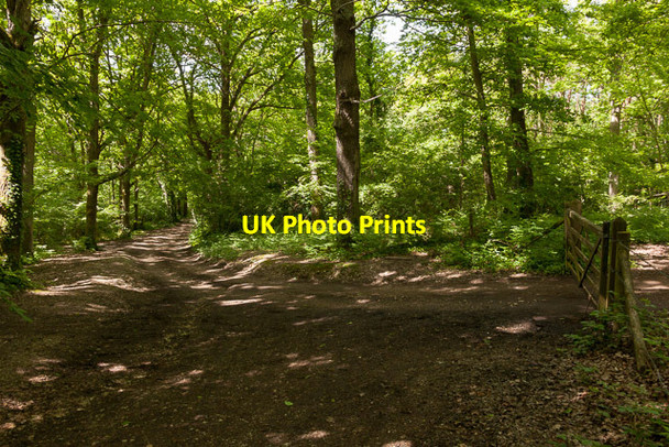 Photo 6"x4" Path in Fiddlers Green woodland Knowle\/SU5609 c2013 P1
