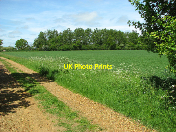 Photo 6"x4" Wheat crop beside Raveningham Road Bull's Green\/TM4194 c2013