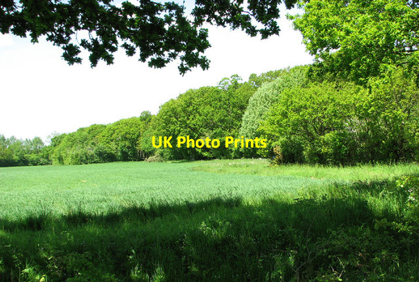 Photo 6"x4" The southern edge of Old Grove Bull's Green\/TM4194 c2013