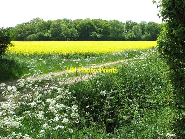 Photo 6"x4" Oilseed rape crop by Gillingham Wood Waterloo\/TM4293 c2013