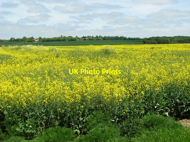 Photo 6"x4" Oilseed rape fields on Windle Hills Waterloo\/TM4293 c2013
