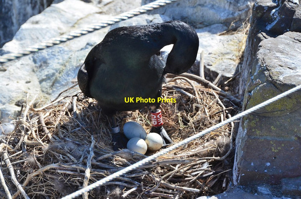 Photo 6"x4" Shag with three eggs, Inner Farne Seahouses c2013