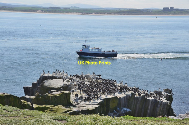 Photo 6"x4" Guillemots and a boat, Inner Farne Seahouses c2013
