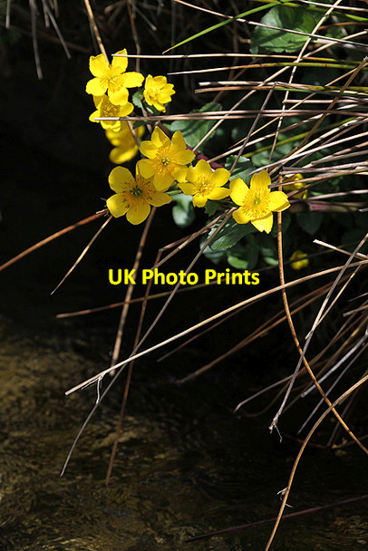 Photo 6"x4" Marsh-marigold (Caltha palustris) Chapelhope Burn c2013