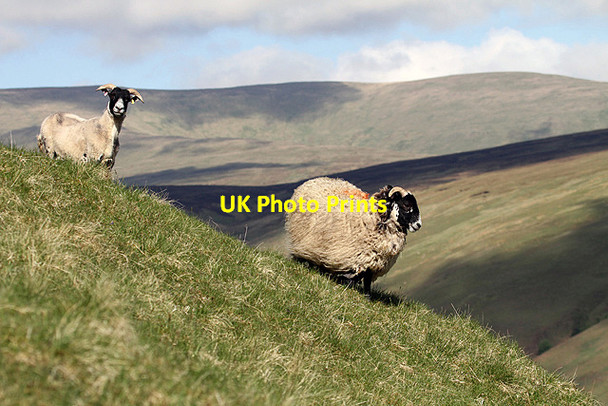 Photo 6"x4" Sheep on Herman Law Herman Law c2013