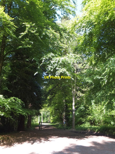 Photo 6"x4" Footpath in Abbeyford Woods Okehampton c2013