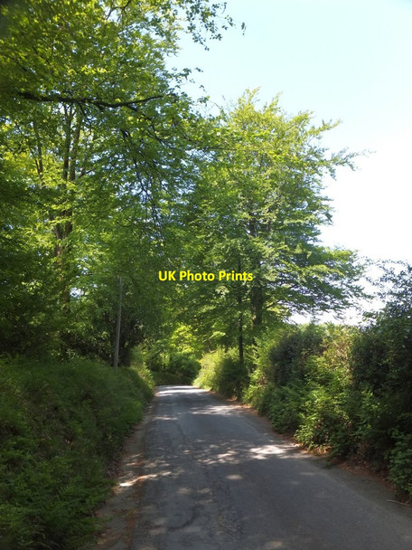 Photo 6"x4" Minor road passing Goldburnhill Covert Brightley\/SX5997 c2013