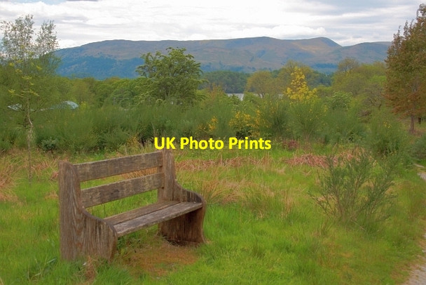 Photo 6"x4" Seat, Cashell Forest Cashell Burn c2013