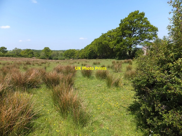 Photo 6"x4" Reedy grass in field by NCN27 Brightley\/SX5997 c2013