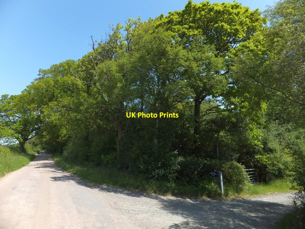 Photo 6"x4" Trees at the entrance to South Dornaford Farm Brightley\/SX5997 c2013