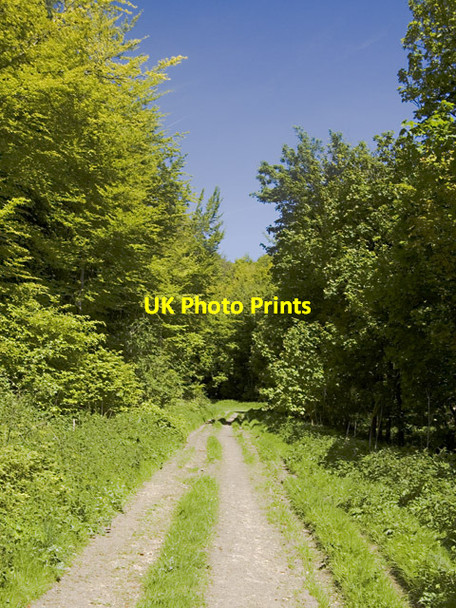Photo 6"x4" Path in Great Plantation Huggate c2013