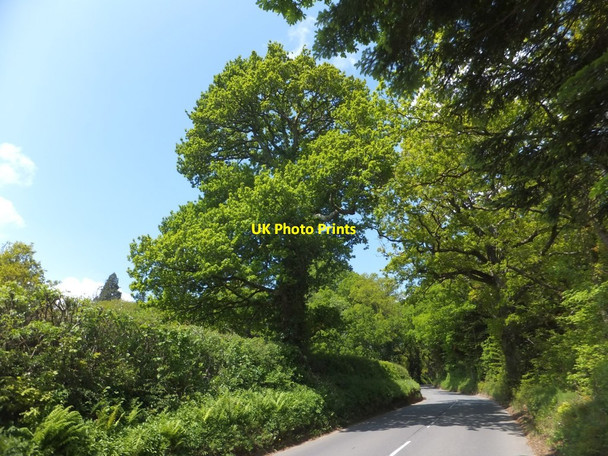Photo 6"x4" Tree by B3216 near Jacobstowe Jacobstowe c2013