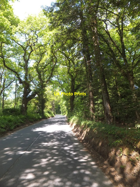 Photo 6"x4" Woodland by B3216 north-west of Jacobstowe Jacobstowe c2013