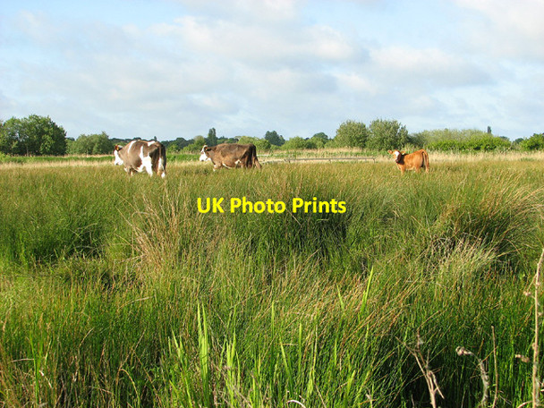 Photo 6"x4" Cattle grazing in Carlton Marshes Oulton Broad c2013