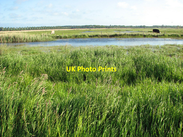 Photo 6"x4" Cattle pastures in Share Marsh Oulton Broad c2013