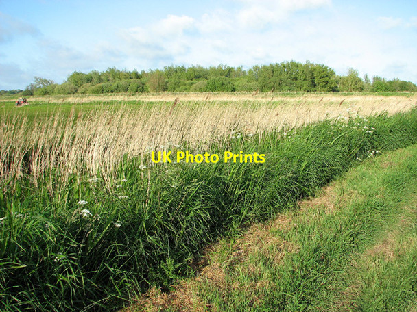 Photo 6"x4" Ditch beside footpath to Carlton Marshes Wildlife Centre Oulton Broad c2013