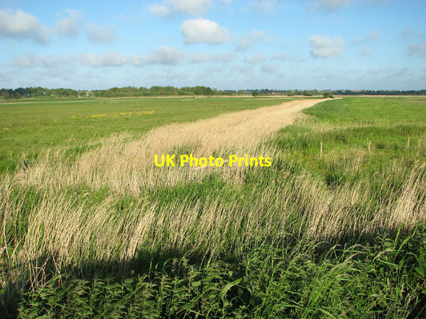 Photo 6"x4" Reeds in Share Marsh Oulton Broad c2013