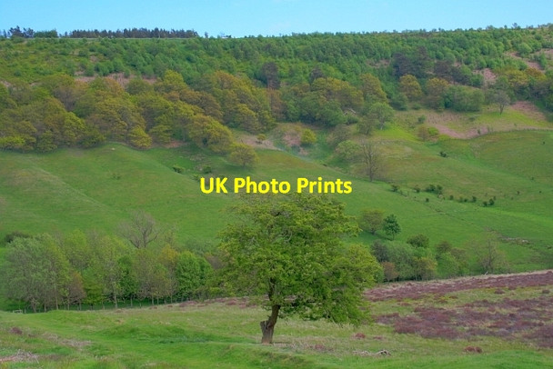 Photo 6"x4" Horcum Wood Levisham c2013