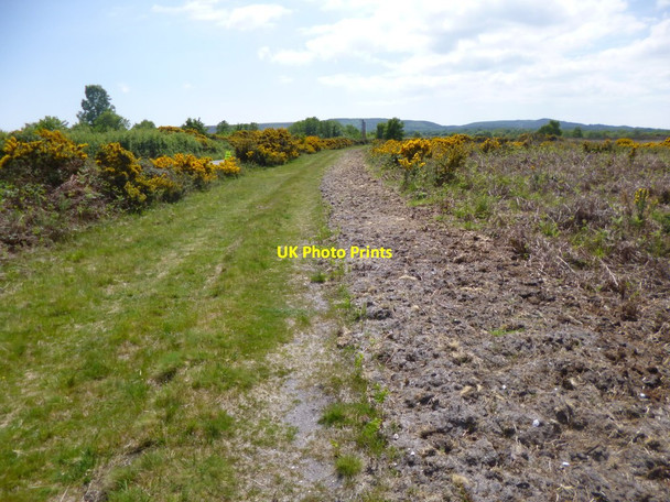 Photo 6"x4" Hartland Moor, track Bushey\/SY9883 c2013