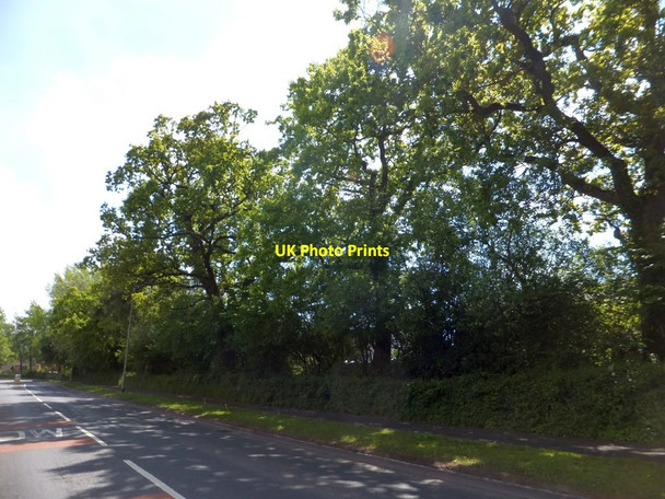 Photo 6"x4" Hedgebank by Lea Road Tiverton\/SS9512 c2013