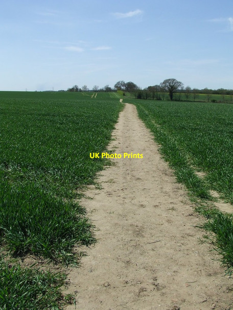 Photo 6"x4" Footpath Across Field Bulmer\/TL8440 c2013