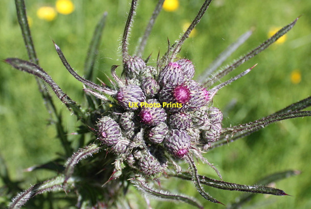 Photo 6"x4" Budding thistle Welburn\/SE7267 c2013