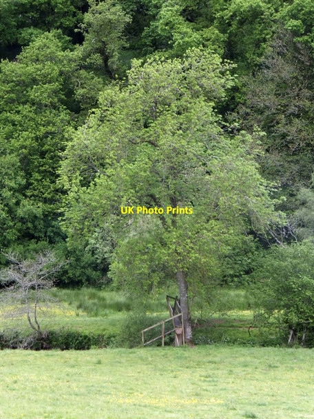 Photo 6"x4" Private footbridge over Little Dart River West Worlington c2013