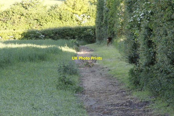 Photo 6"x4" Being watched Wallingford c2013