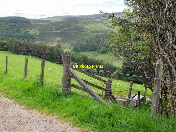 Photo 6"x4" Sheep pasture, The Glen Kill Burn c2013