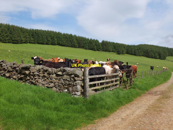 Photo 6"x4" Cattle posing for the camera, The Glen Stake Law\/NT2731 c2013