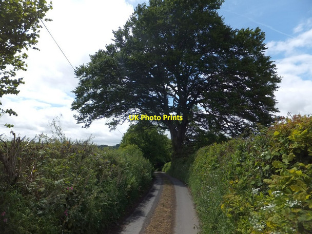 Photo 6"x4" A solitary tree overhanging the road west of Cheldon Cheldon c2013