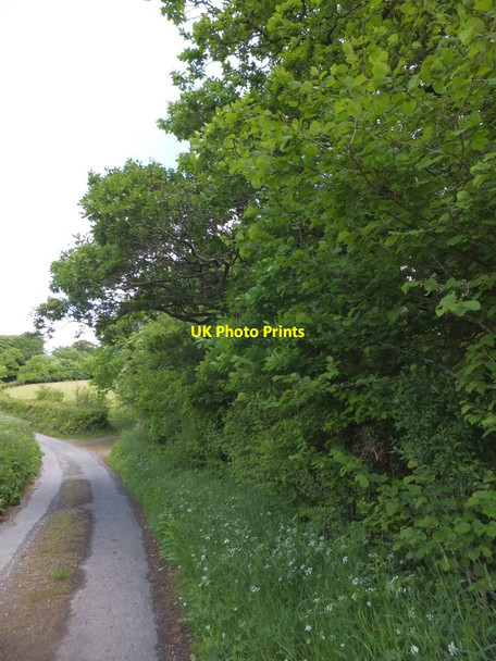 Photo 6"x4" Road passing Western Wood, west of Cheldon Cheldon c2013