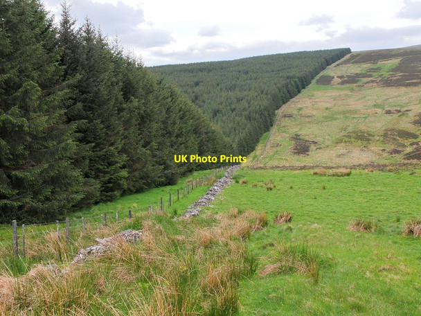 Photo 6"x4" Forest edge to Whiteknowe Head Brakehope Rig c2013