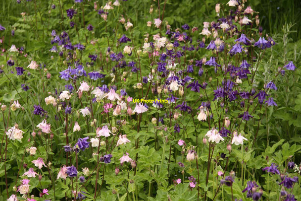 Photo 6"x4" Aquilegia growing in the Fish Hill Picnic Area Bury End\/SP0936 c2013