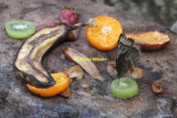 Photo 6"x4" Butterfly on fruit, Butterfly World, Lasswade Lasswade c2013